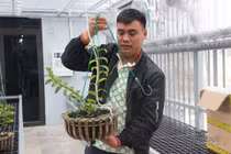 Công an báo cáo vụ lan đột biến 250 tỷ lên Bí thư thị xã Đông Triều