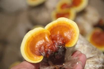 Cách lựa chọn nấm linh chi