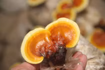 Cách lựa chọn nấm linh chi