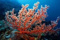 Nhận biết trang sức san hô bị nhuộm màu