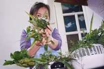 Giải pháp điều trị F0 tại nhà: Dược liệu xông hơi... “lên ngôi”!!!