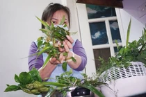 Giải pháp điều trị F0 tại nhà: Dược liệu xông hơi... “lên ngôi”!!!