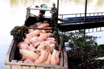 Bộ NN&PTNT hỏa tốc yêu cầu kiểm soát nhập lậu lợn