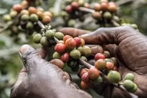 Đại dịch Covid-19 đe dọa ngành công nghiệp cà phê toàn cầu