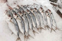 Thực hư cá biển không bảo quản lạnh gây ngộ độc