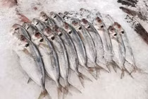 Thực hư cá biển không bảo quản lạnh gây ngộ độc