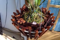 Trồng hoa lan bằng vỏ cây