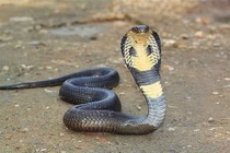 Hổ mang Ai Cập, loài rắn trong truyền thuyết và đời thực