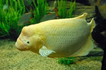 Cá tài phát là cá gì?