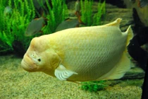 Cá tài phát là cá gì?