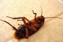 Không nên sử dụng thức ăn bị gián đậu vào