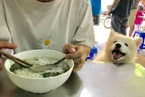 Tính khoa học của việc đối xử nhân đạo với vật nuôi