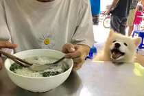 Tính khoa học của việc đối xử nhân đạo với vật nuôi