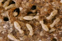 Dùng nước muối, nước sôi diệt mối