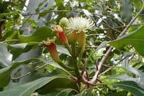 Đinh hương chữa đau xương