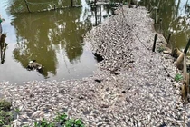 Ninh Bình: Chưa thể xác định nguồn gây ô nhiễm khiến cá chết hàng loạt