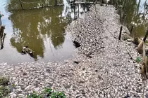 Ninh Bình: Chưa thể xác định nguồn gây ô nhiễm khiến cá chết hàng loạt