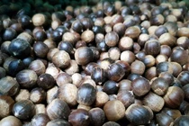 Hạt dẻ - vị thuốc quý