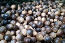 Hạt dẻ - vị thuốc quý