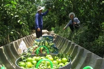 2 sản phẩm xuất khẩu Việt Nam vi phạm an toàn thực phẩm