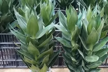 Chọn cây mang nhiều sinh khí, tài lộc ngày Xuân