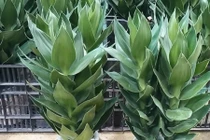 Chọn cây mang nhiều sinh khí, tài lộc ngày Xuân