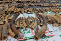 Hải Phòng: Bắt giữ vụ vận chuyển 600 kg ngà voi và hơn 2,5 tấn vảy tê tê