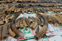 Hải Phòng: Bắt giữ vụ vận chuyển 600 kg ngà voi và hơn 2,5 tấn vảy tê tê