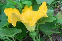 Hoa bí có nhiều tác dụng chữa bệnh