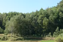 Hà Nội có 220 dự án chuyển đổi mục đích đất trồng lúa, rừng phòng hộ và đặc dụng