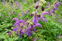 Hai cây thuốc thay mật gấu trị đau khớp, đau lưng