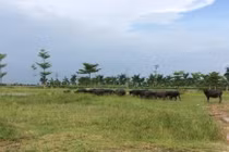 Thủ tướng chỉ đạo kiểm tra 2.000 ha đất bỏ hoang tại Mê Linh