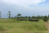 Thủ tướng chỉ đạo kiểm tra 2.000 ha đất bỏ hoang tại Mê Linh