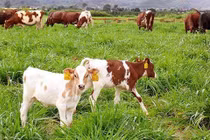 Vinamilk lên tiếng về nguồn nguyên liệu để sản xuất các sản phẩm sữa