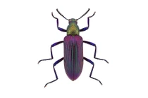 Bọ robot đàn hồi cho tìm kiếm, cứu hộ cứu nạn 