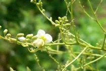 Kiểm soát huyết áp bằng… hoa