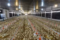 Nuôi gà trong phòng kín