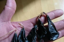 Trẻ sơ sinh ngừng tim vì được cho uống mật khỉ phòng co giật