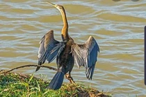 Đồng Nai: Phát hiện đàn chim cổ rắn quý hiếm