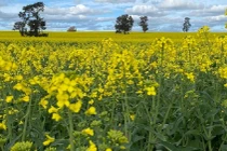 Bang New South Wales (Úc) dỡ bỏ lệnh hạn chế cây trồng biến đổi gene