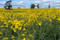 Bang New South Wales (Úc) dỡ bỏ lệnh hạn chế cây trồng biến đổi gene