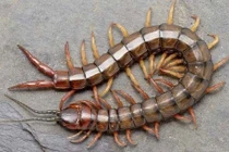 Rết + cam thảo trị tê mặt