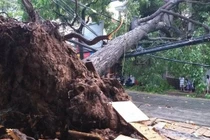 Nhận biết cây cổ thụ mục ruỗng