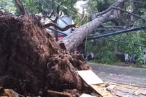 Nhận biết cây cổ thụ mục ruỗng