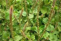 Chữa tê mỏi khi mắc nhiều bệnh 