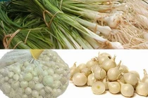  Cách làm thuốc trừ sâu từ tỏi