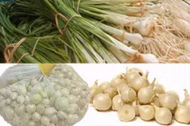  Cách làm thuốc trừ sâu từ tỏi