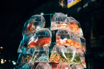 Ảnh xe bán cá ở Việt Nam thắng giải quốc tế