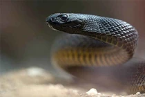 Mục sở thị loài rắn độc nhất thế giới