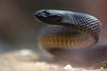 Mục sở thị loài rắn độc nhất thế giới